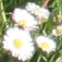 Fleurs de Montagne icon